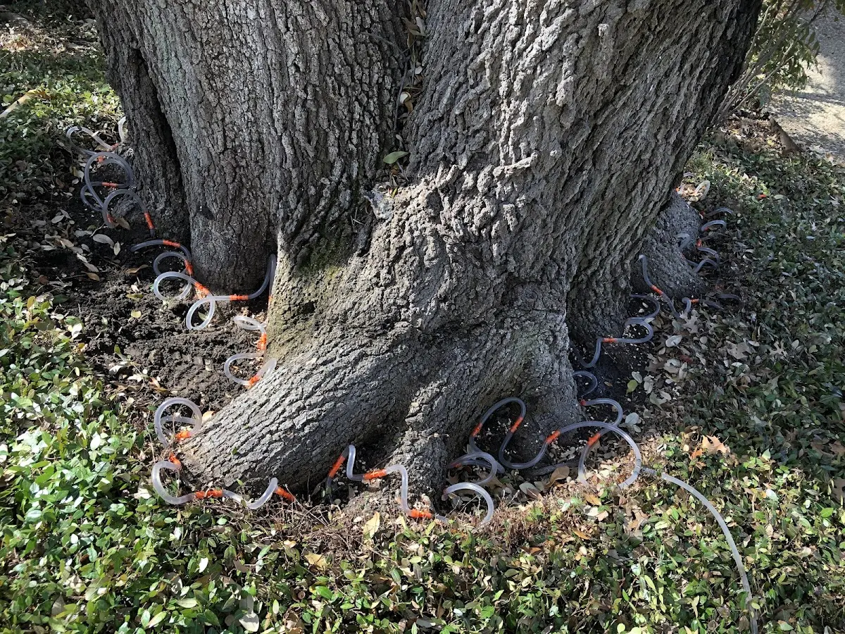 Detailed Tree Cabling and Bracing job site in Manton